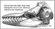 Whales strain their ears to see - Indian Wildlife Club Ezine - April, 2012