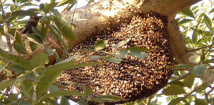 Honeycomb on silk cotton tree, Gurgaon