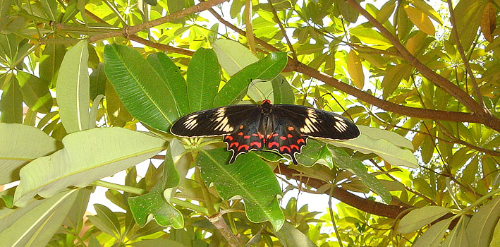 Crimson Rose, a swallowtail butterfly, Hyderabad