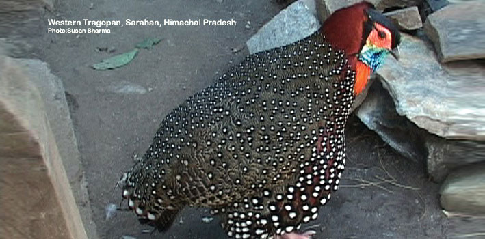 Western Tragopan, Himachal Pradesh
